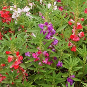 Camilia Flowered Mix Impatiens Balsam  Seeds