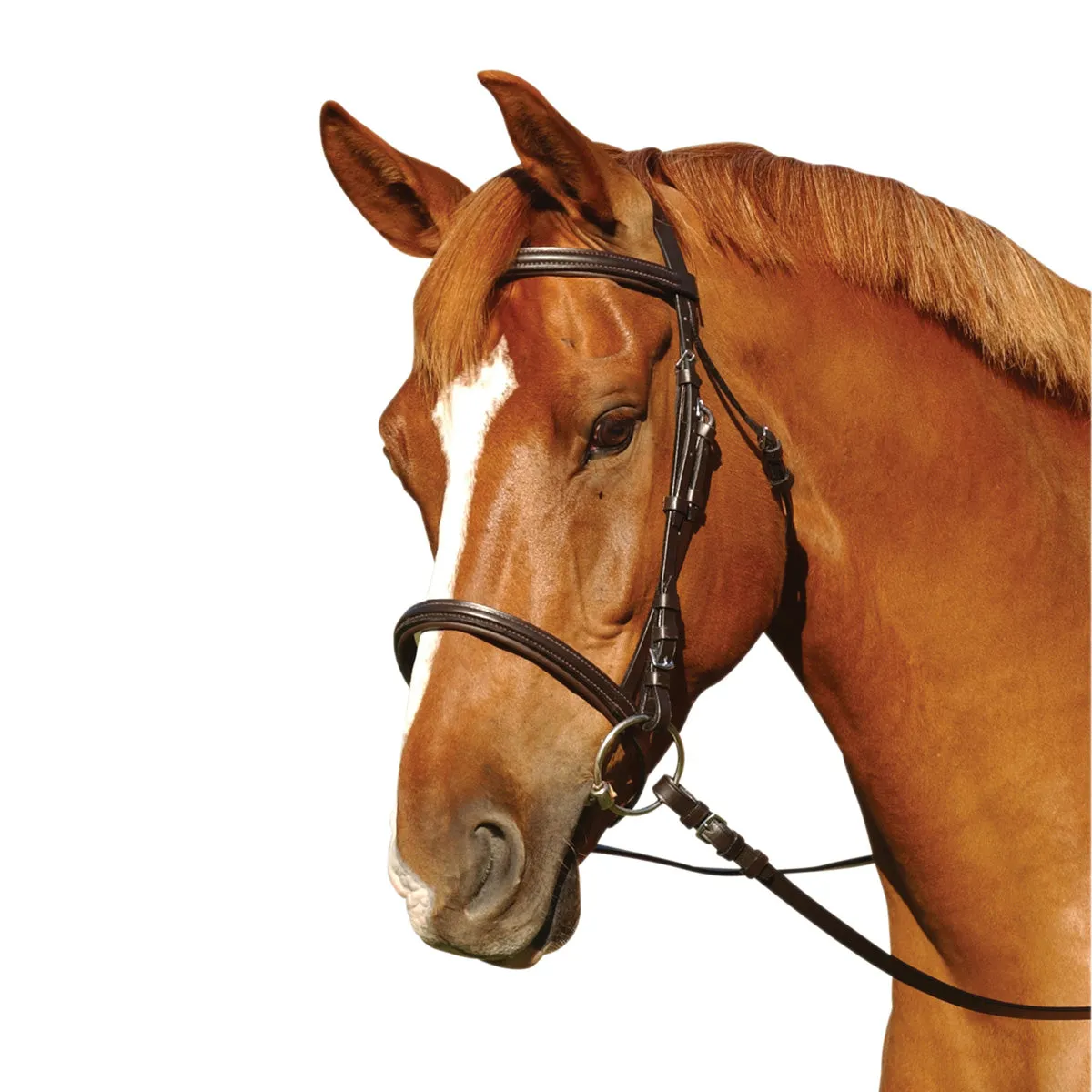 Cavesson Noseband Bridle