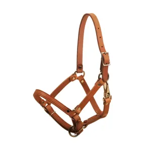 Tory Foal Halter